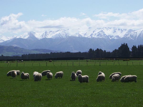 Sheep in NZ 1