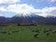 Sheep in NZ 2