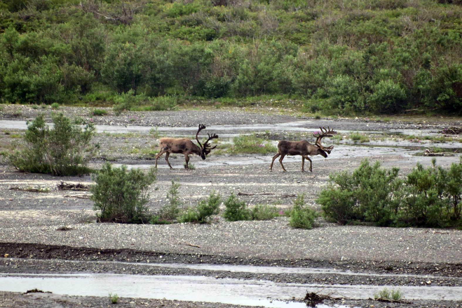 Caribou, Denali National Park