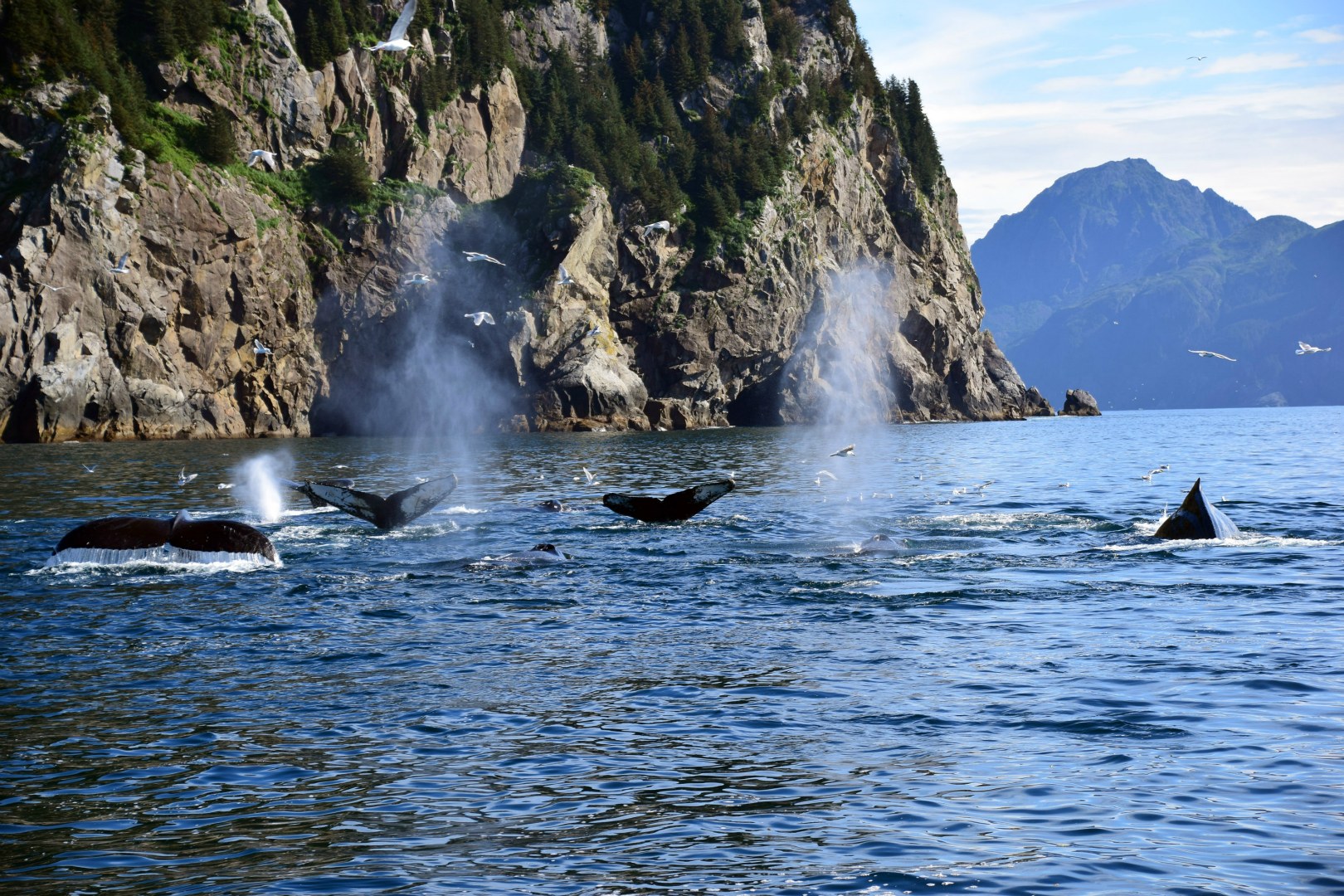 Hampback Whales, Kenai Fjords National Park