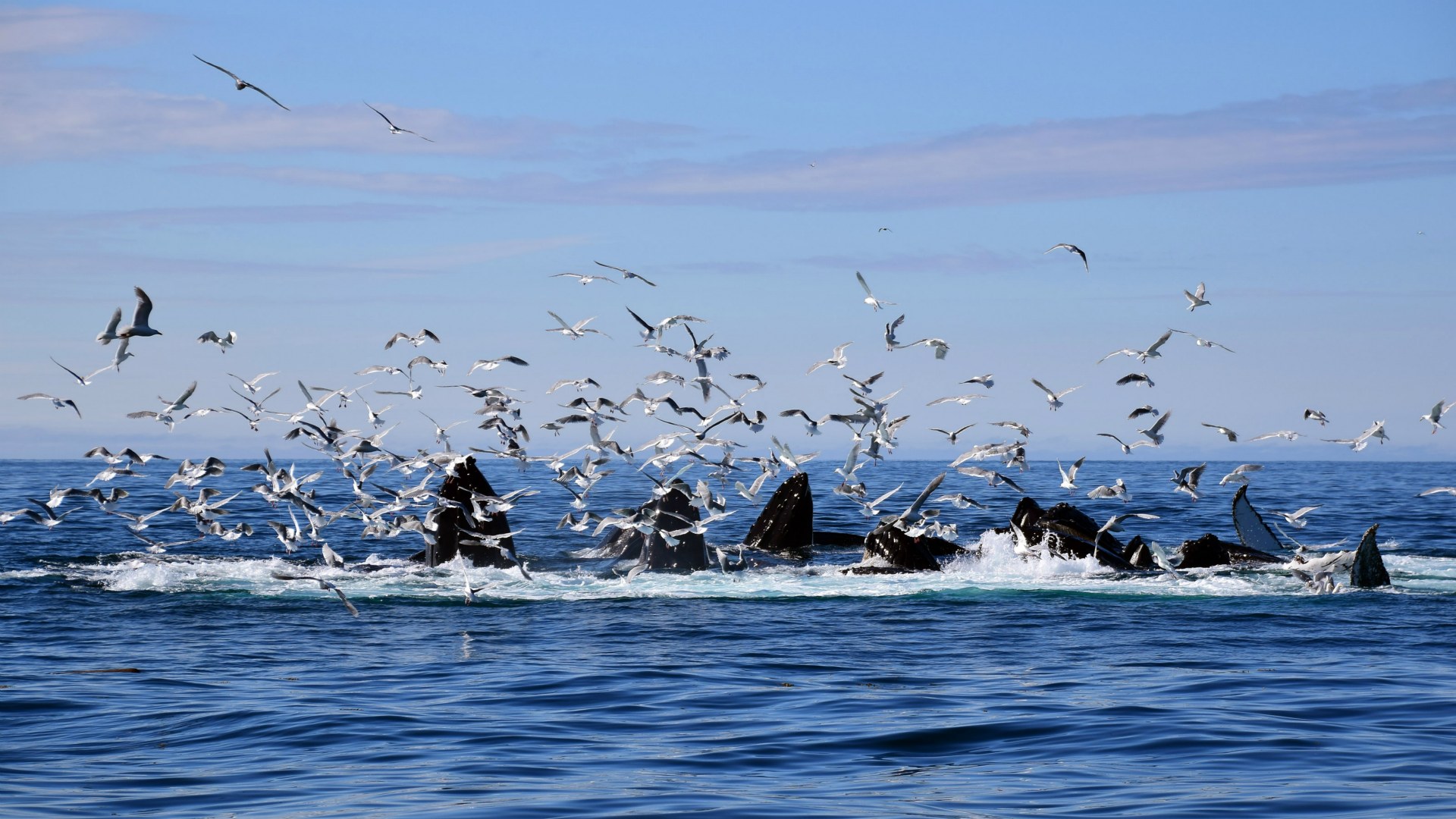 Hampback Whales, Kenai Fjords National Park