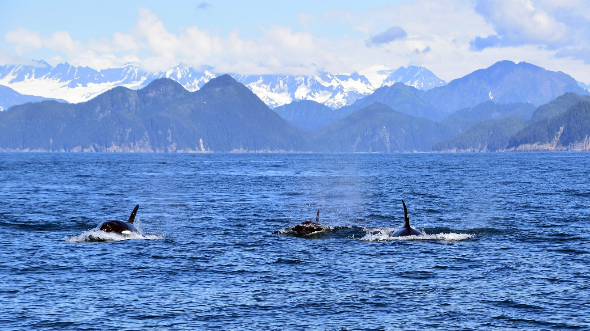 Orcas, Kenai Fjords National Park
