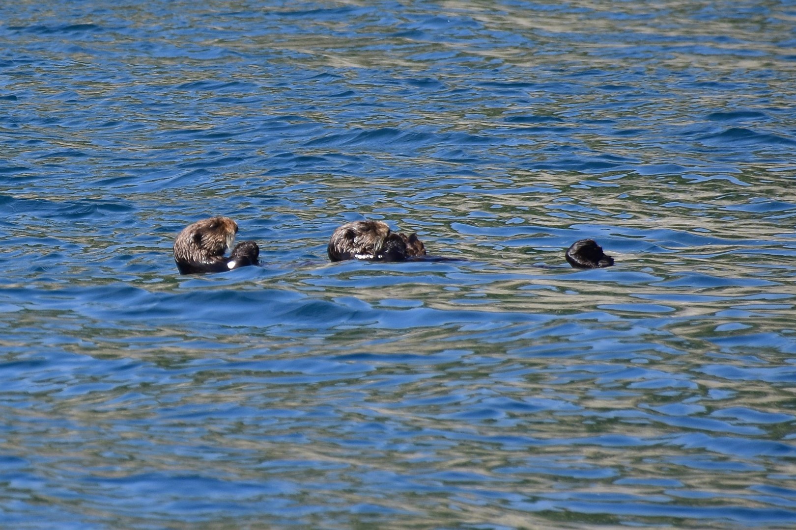 Sea Otters, Kenai Fjords National Park