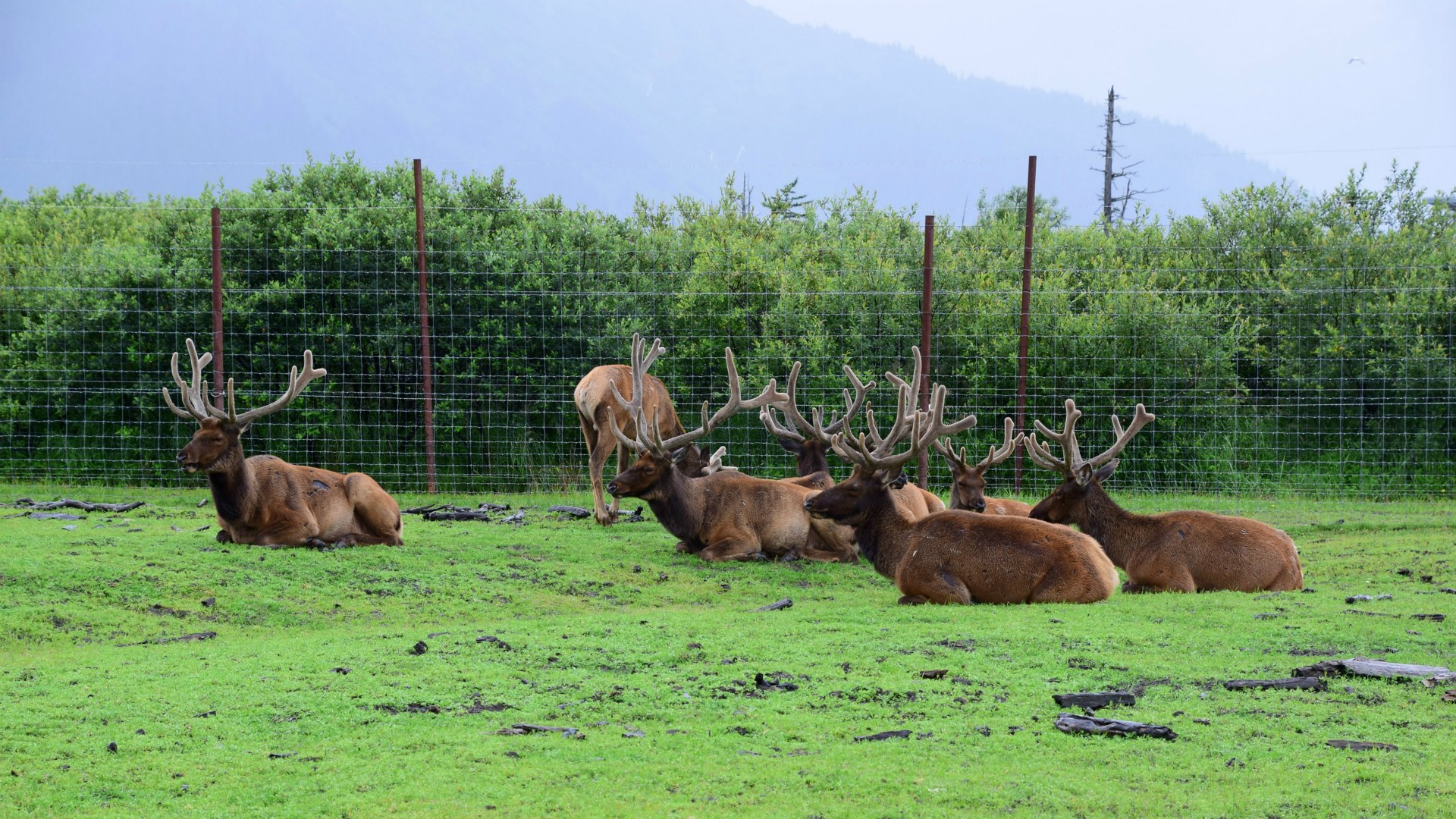 Elk, Alaska Wildlife Conservation Center, Girdwood