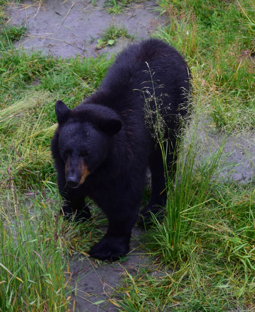 Black Bear, Alaska Wildlife Conservation Center, Girdwood