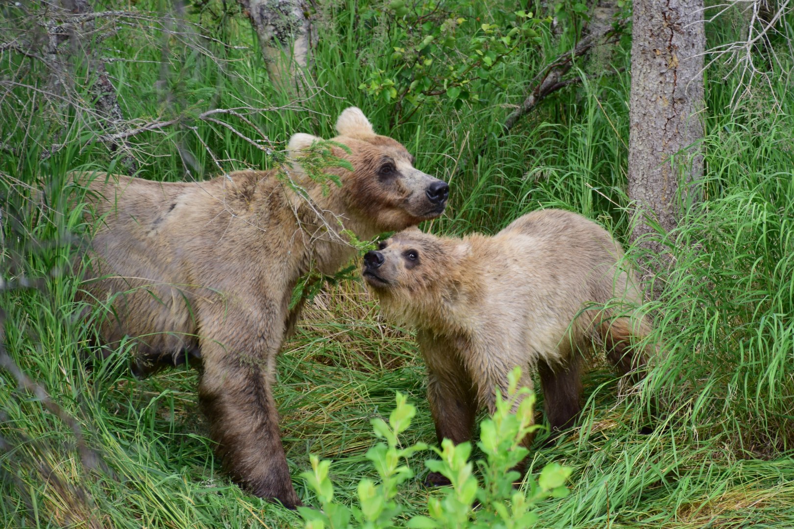 Brown Bears, Brooks Falls, Katmai National Park