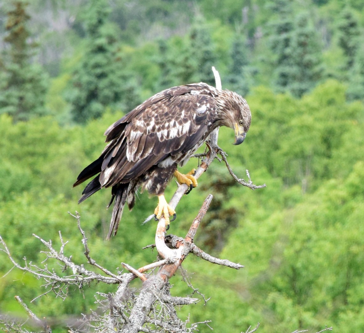Young Bald Eagle, Brooks Falls, Katmai National Park