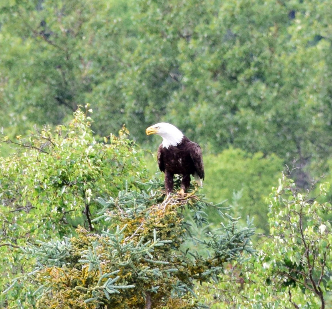 Bald Eagle, Brooks Falls, Katmai National Park