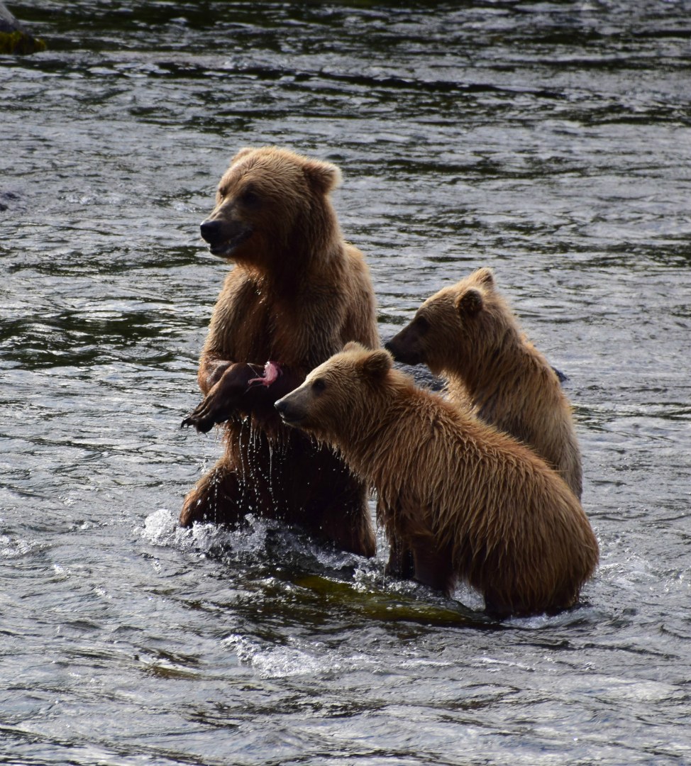 Brown Bears, Brooks Falls, Katmai National Park