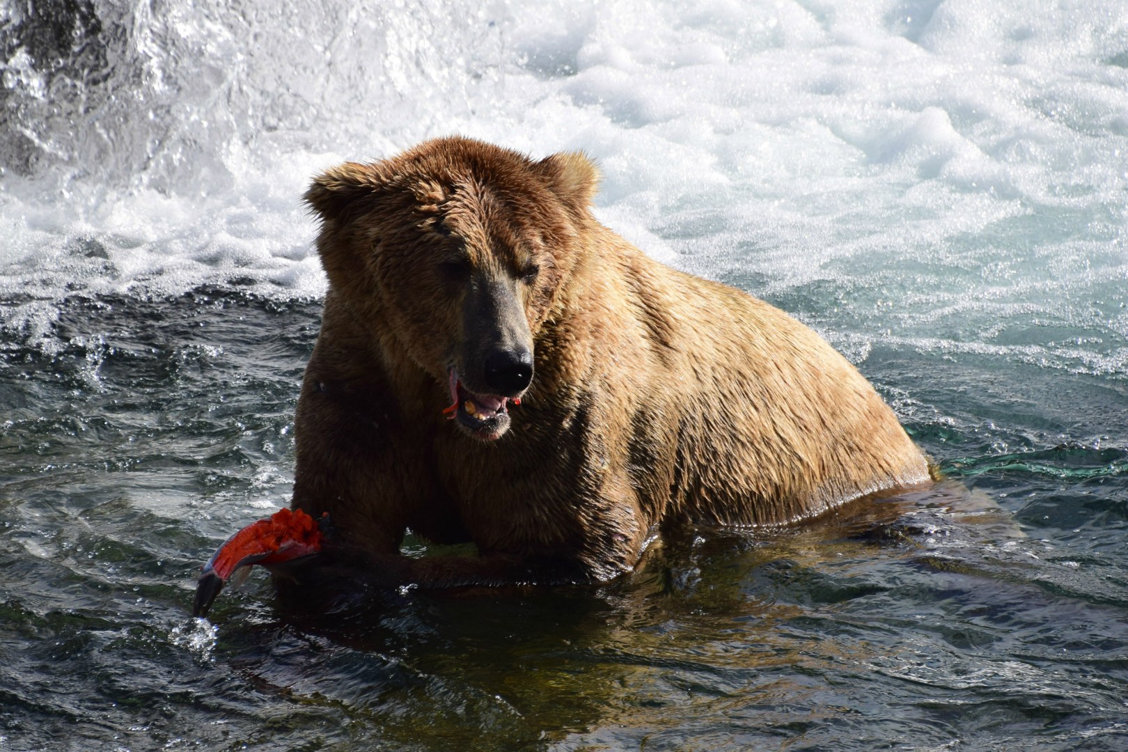 Brown Bear, Brooks Falls, Katmai National Park
