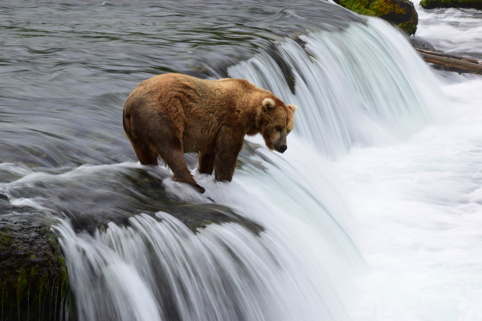 Brown Bear, Brooks Falls, Katmai National Park