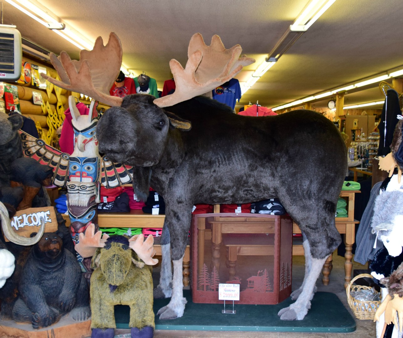 Moose, Anchorage