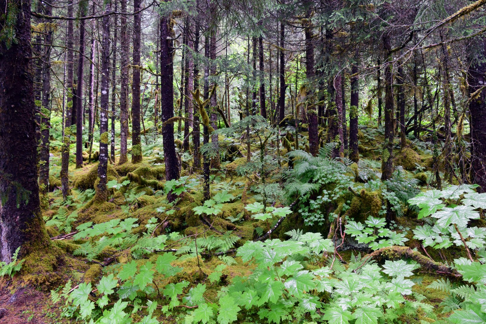 Temperate Rainforest, Juneau