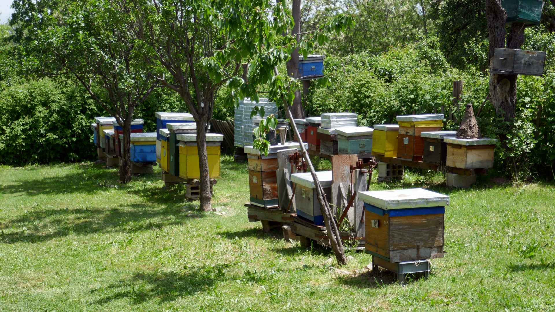 Beehives, Dihovo, North Macedonia