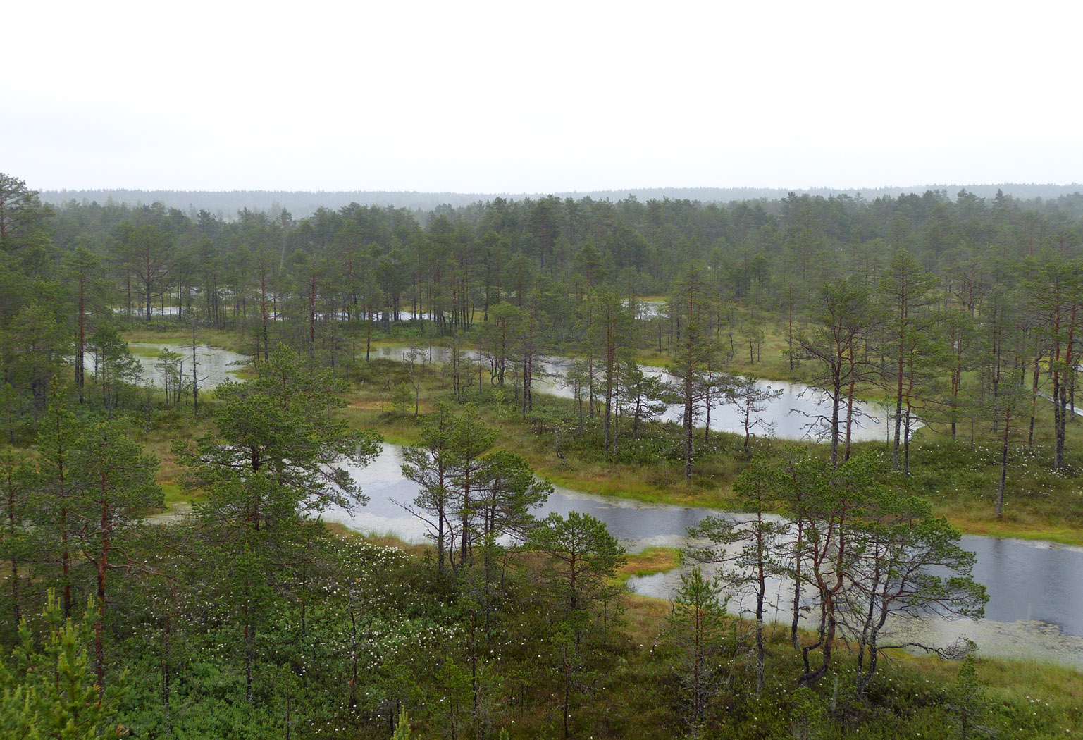 Viru Bog, Lahemaa National Park, Estonia