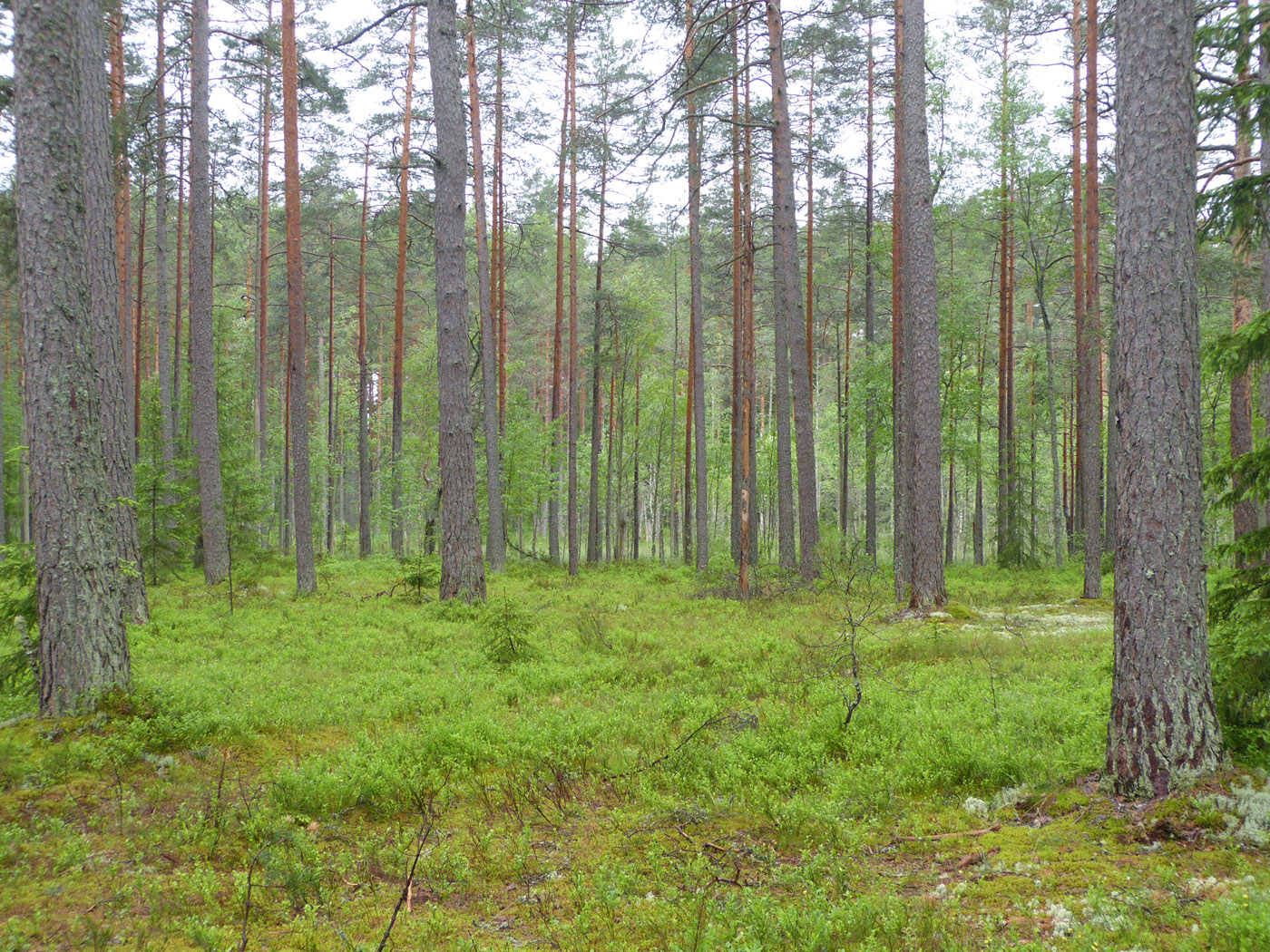 Pine Forest, Lahemaa National Park, Estonia