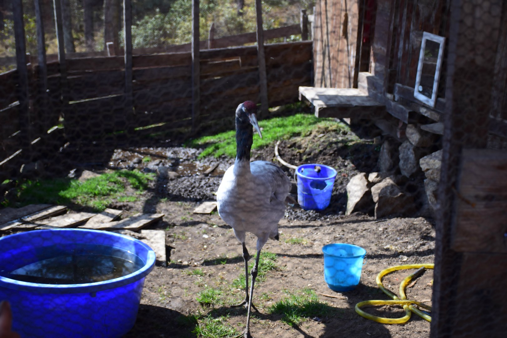 Rescued Black-Necked Crane, Phobjikha Valley
