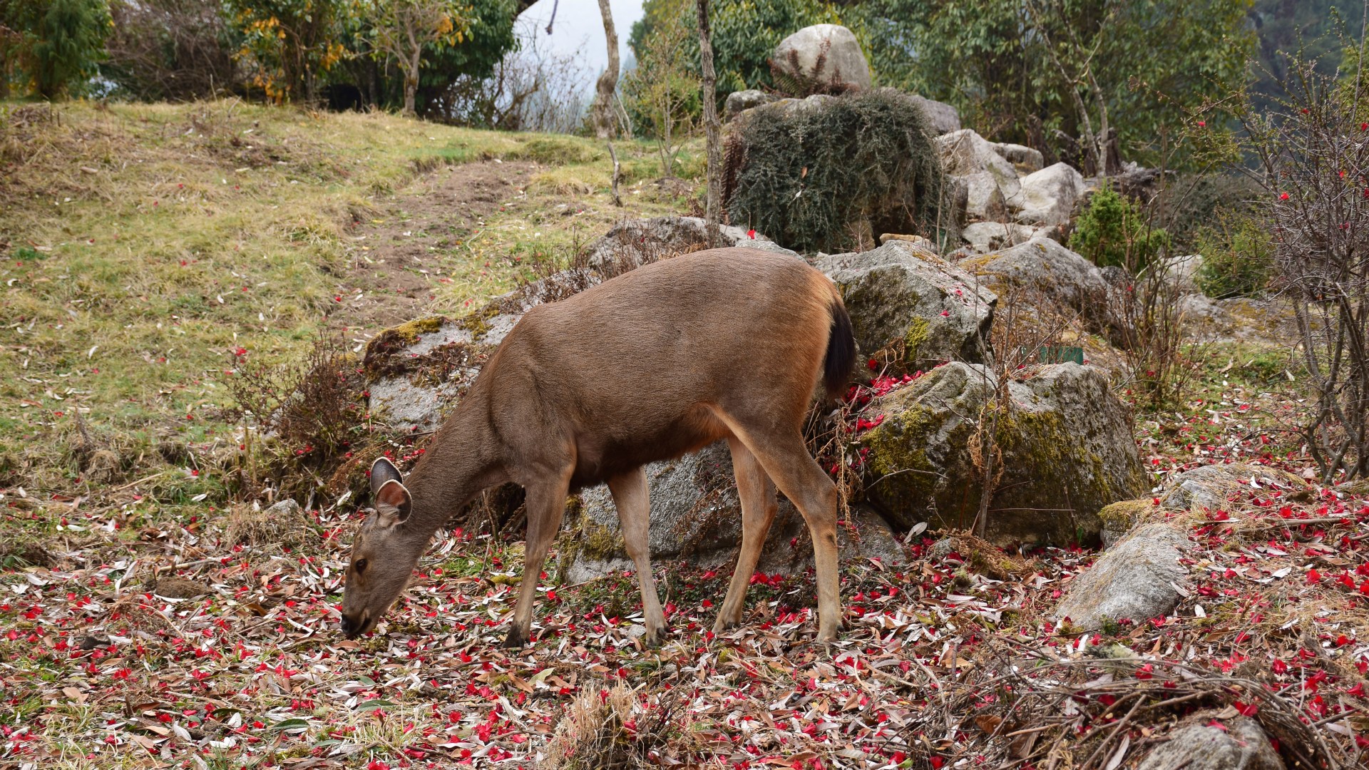 Sambar Deer, Royal Botanical Park, Lamperi