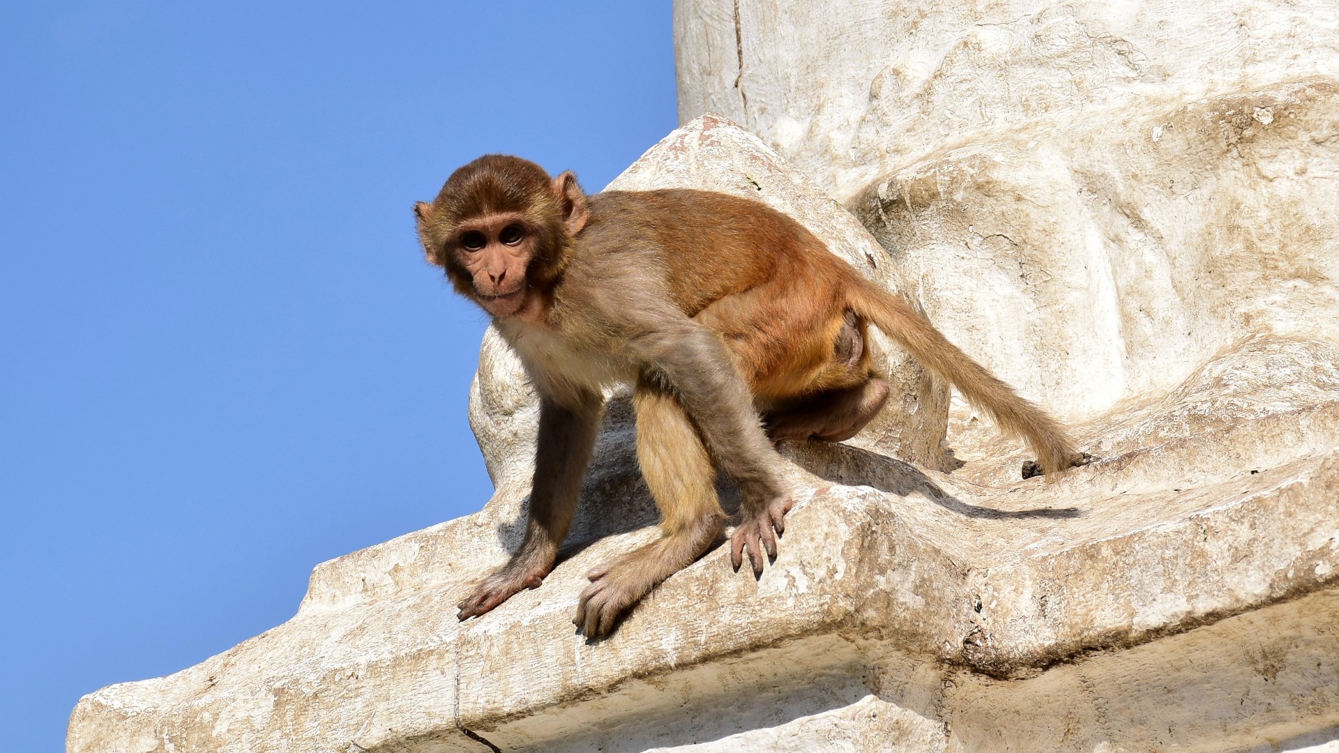 Rhesus Macaque, Swayambhunath, Kathmandu