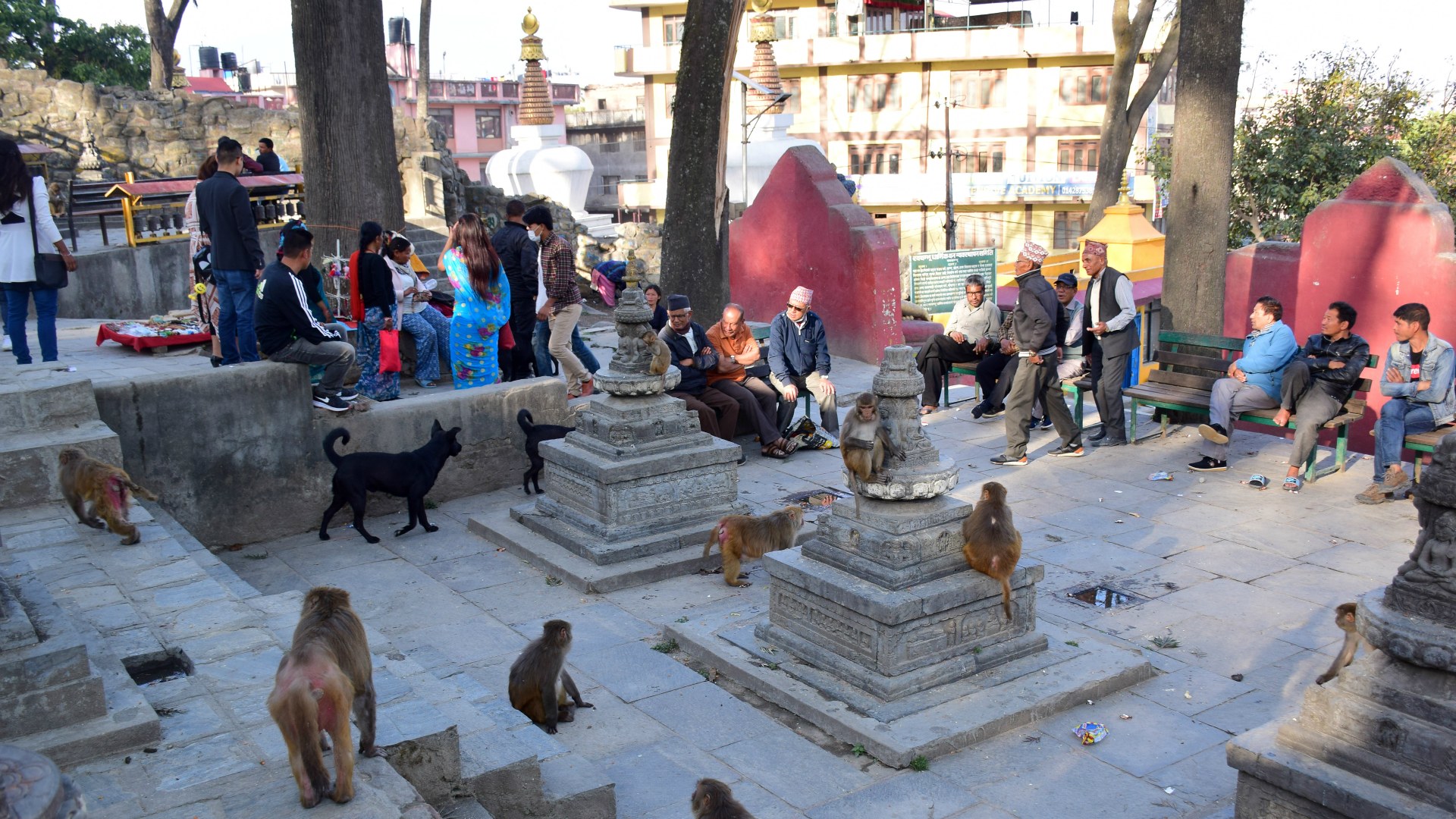 Locals and Rhesus Macaques, Swayambhunath, Kathmandu