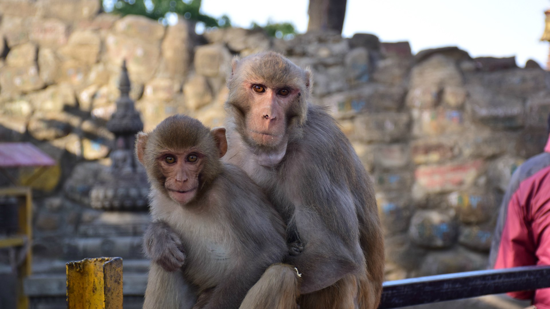 Rhesus Macaques, Swayambhunath, Kathmandu