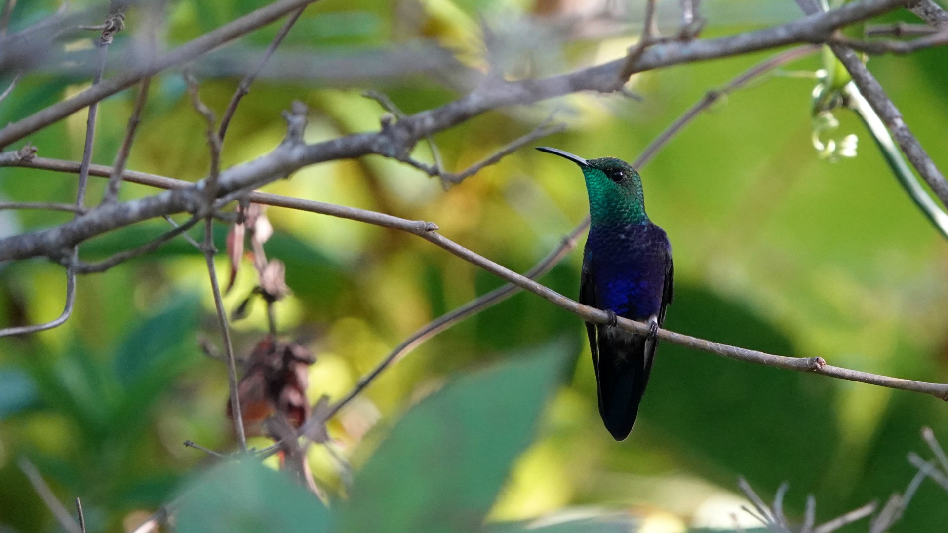 Fork-Tailed Woodnymph, Refugio de Colibries, Samaipata