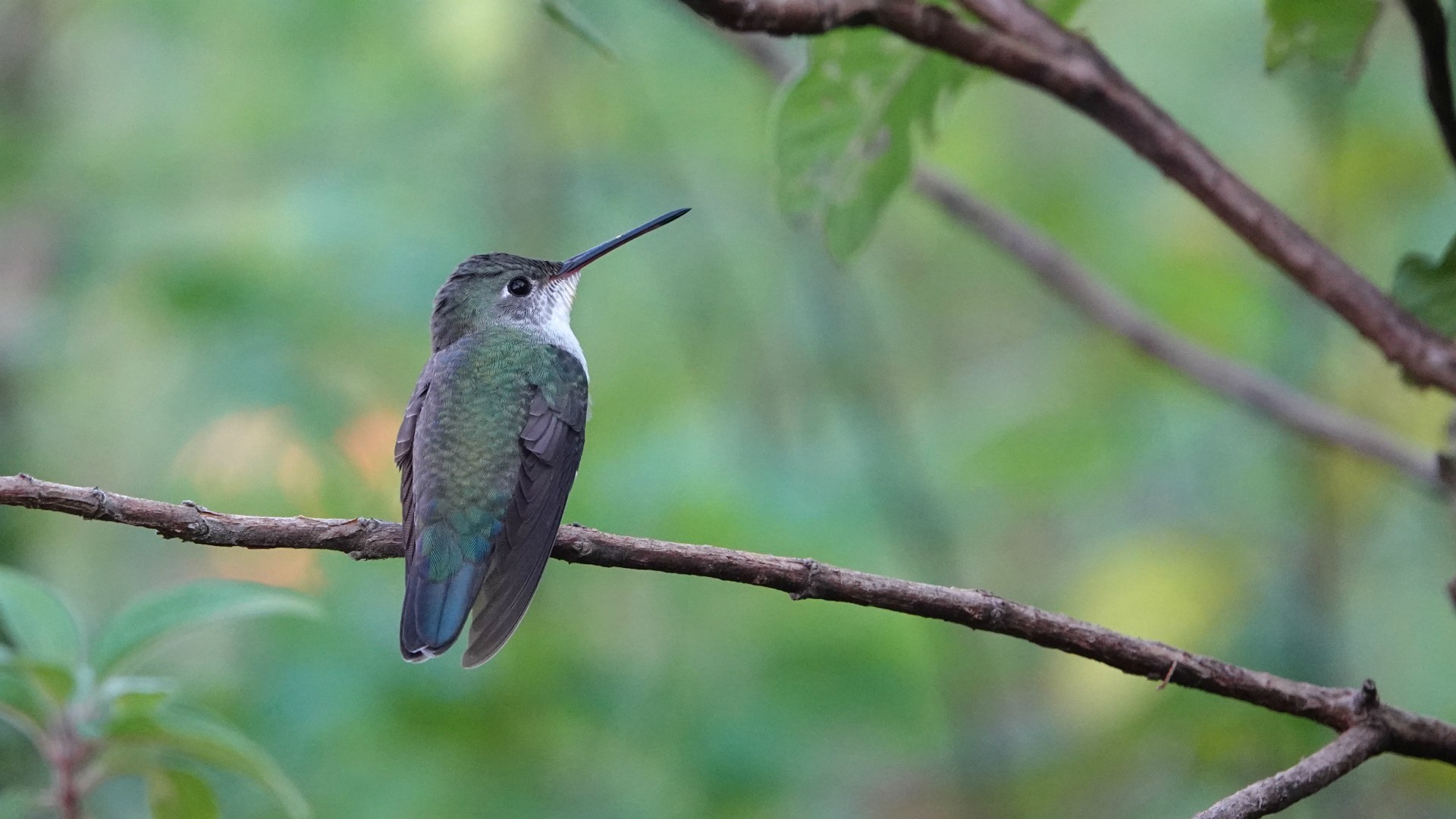 White-Bellied Hummingbird, Refugio de Colibries, Samaipata