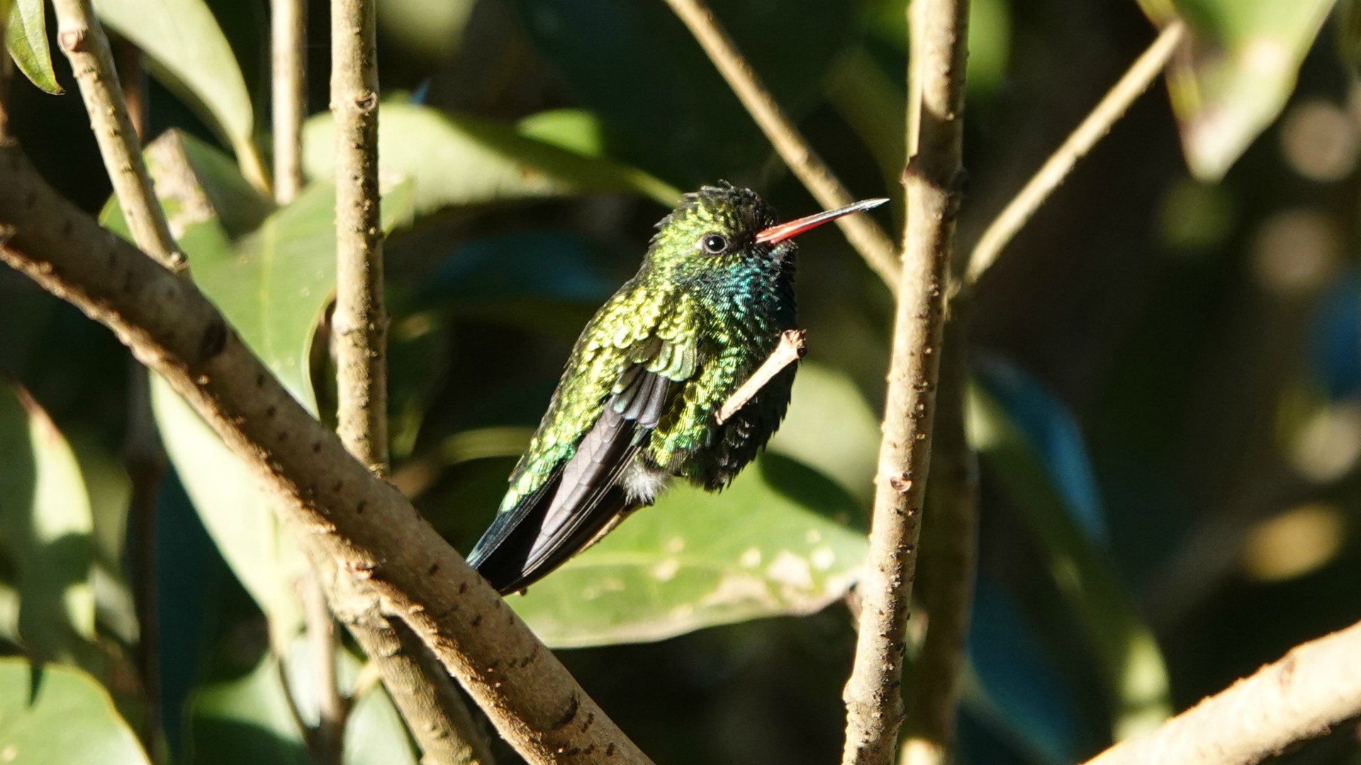 Glittering-Bellied Emerald, Refugio de Colibries, Samaipata