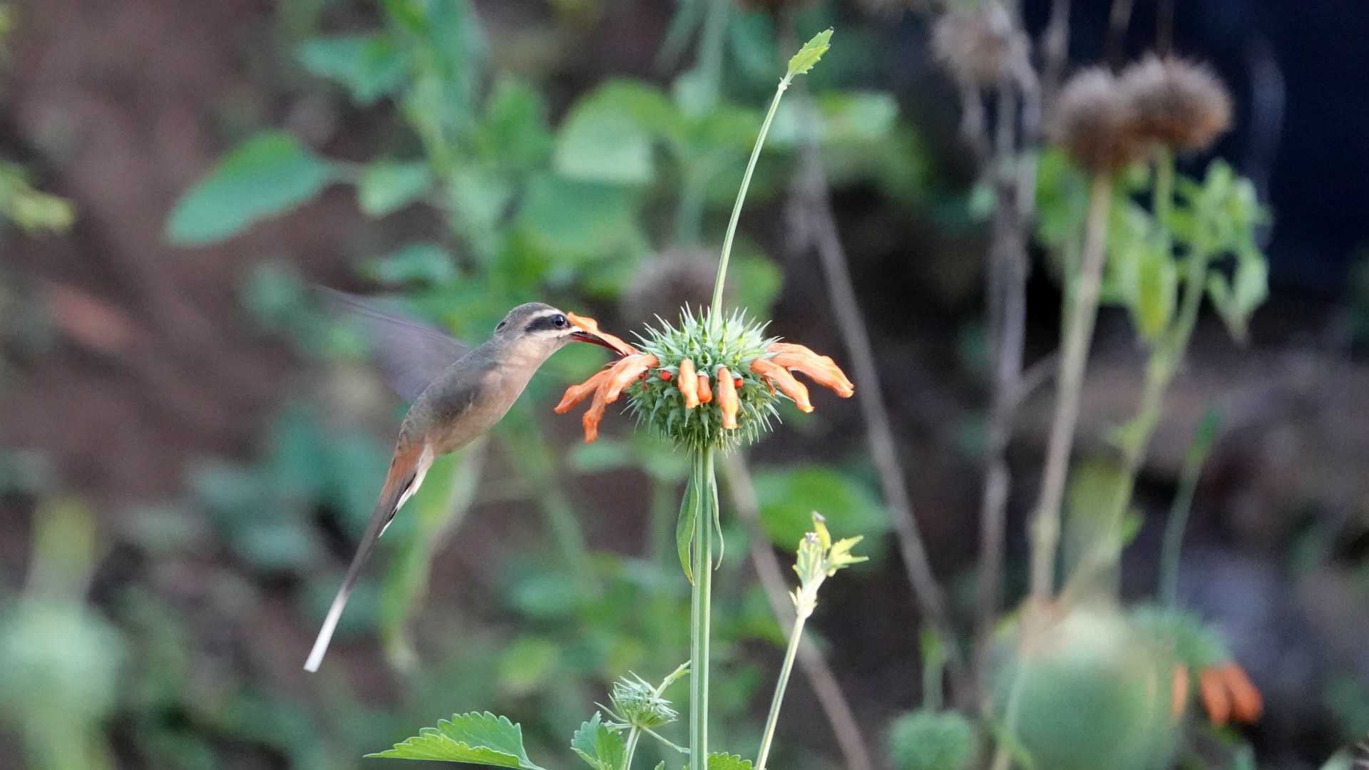 Panalto Hermit, Refugio de Colibries, Samaipata