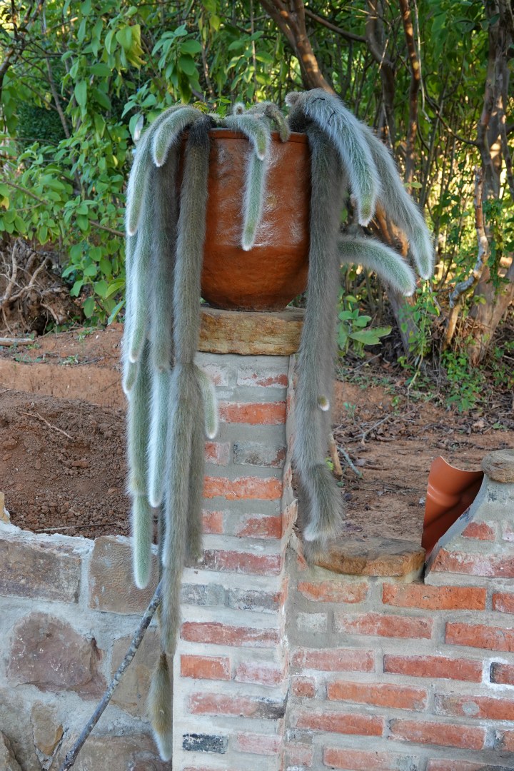 Monkey Tail Cactus, Refugio de Colibries, Samaipata