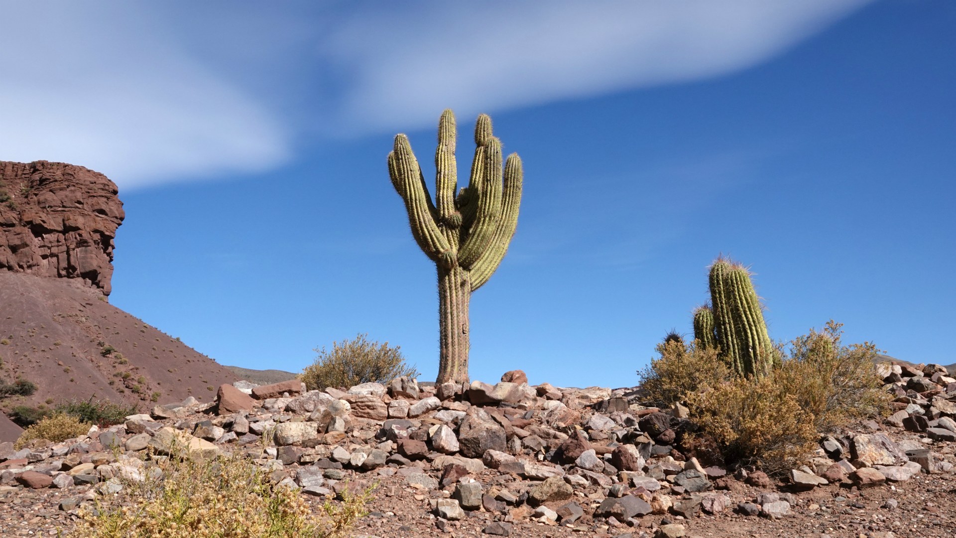 Cacti on Potosi to Uyuni Road