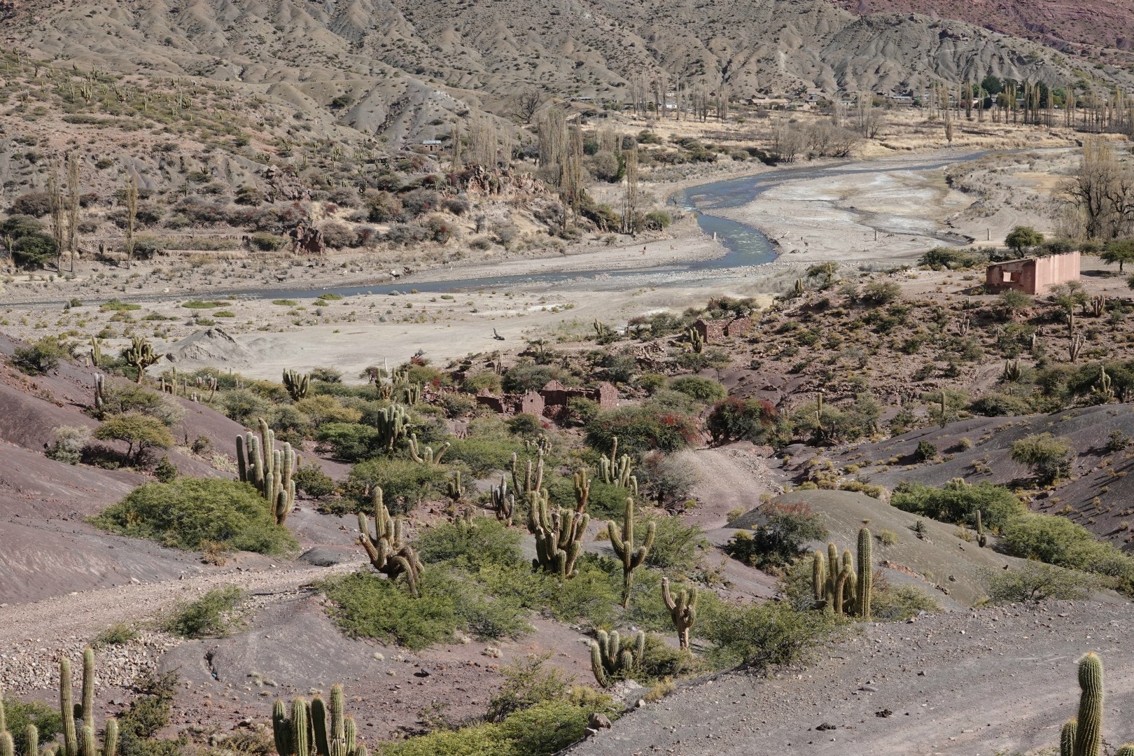 Cacti on Potosi to Uyuni Road