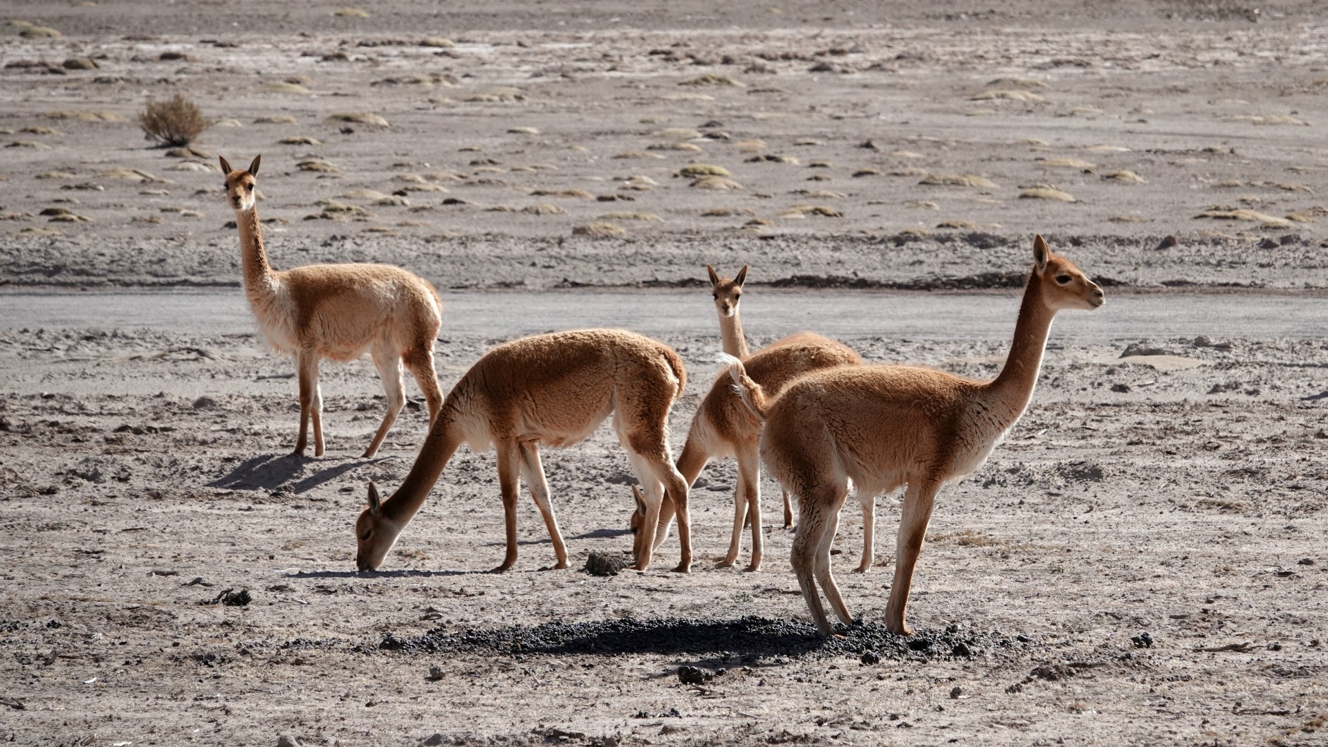 Vicunas near Uyuni