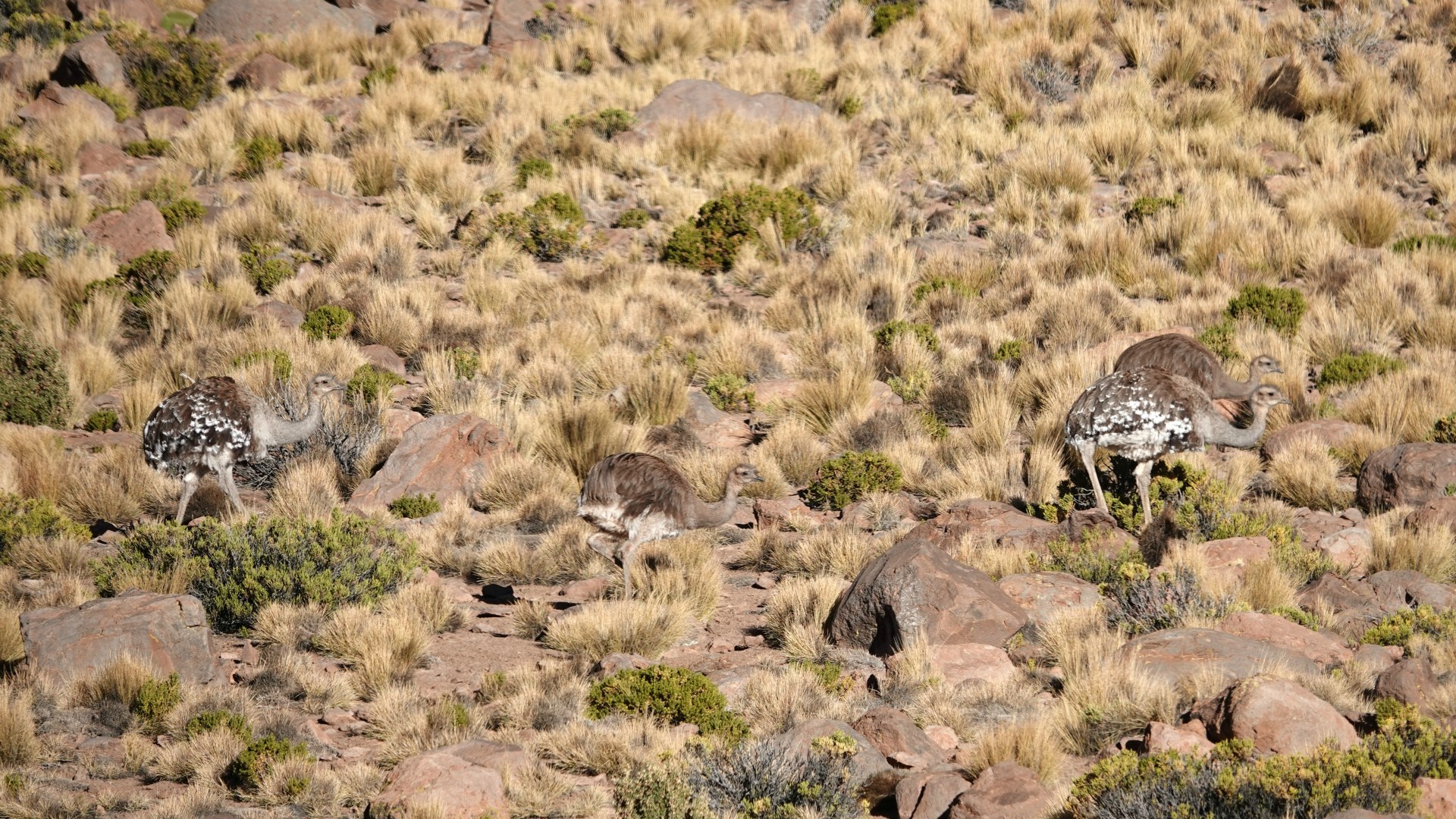 Andean Rheas near Laguna Capina