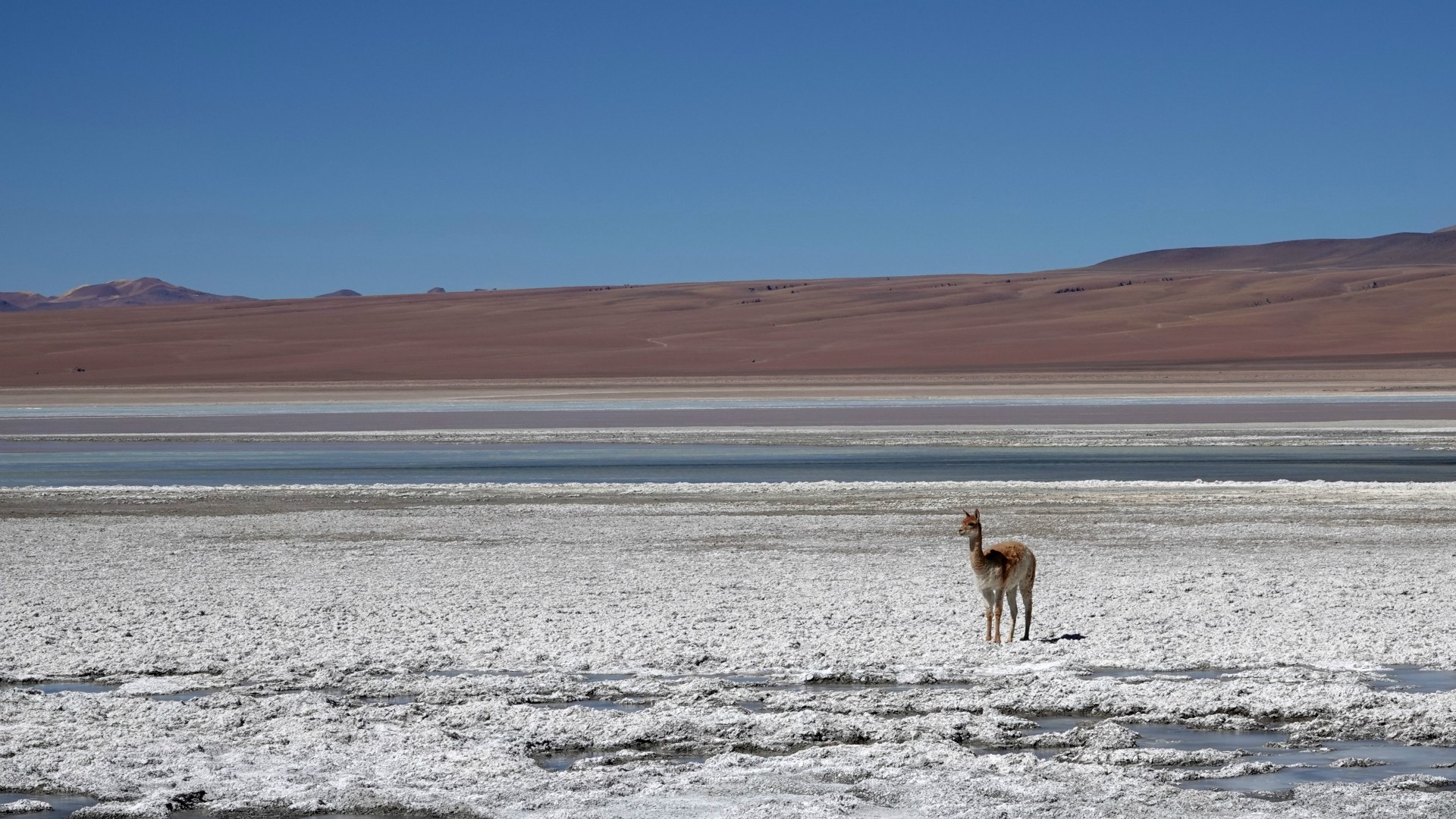 Vicuna, Laguna Blanca, Eduardo Avaroa National Park