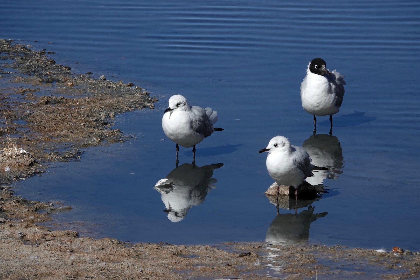 Andean Gulls, Salar de Chalviri, Eduardo Avaroa National Park