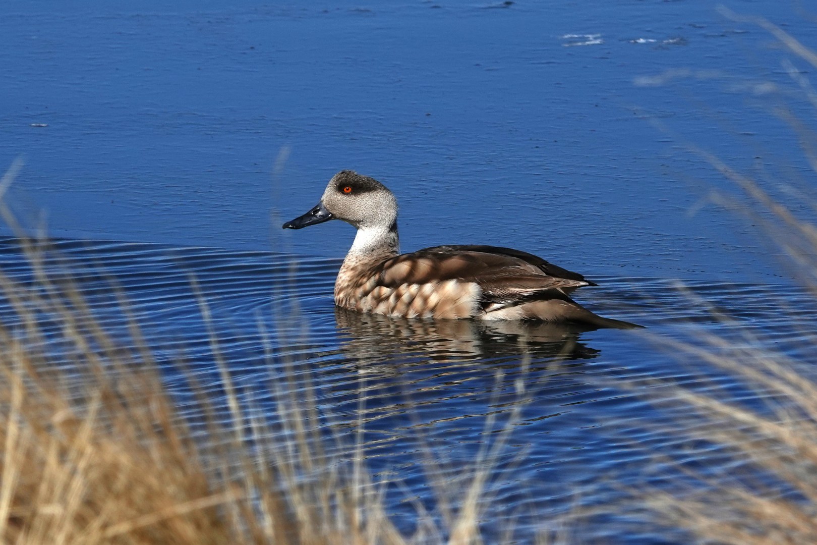Crested Duck, Laguna Canapa, Eduardo Avaroa National Park