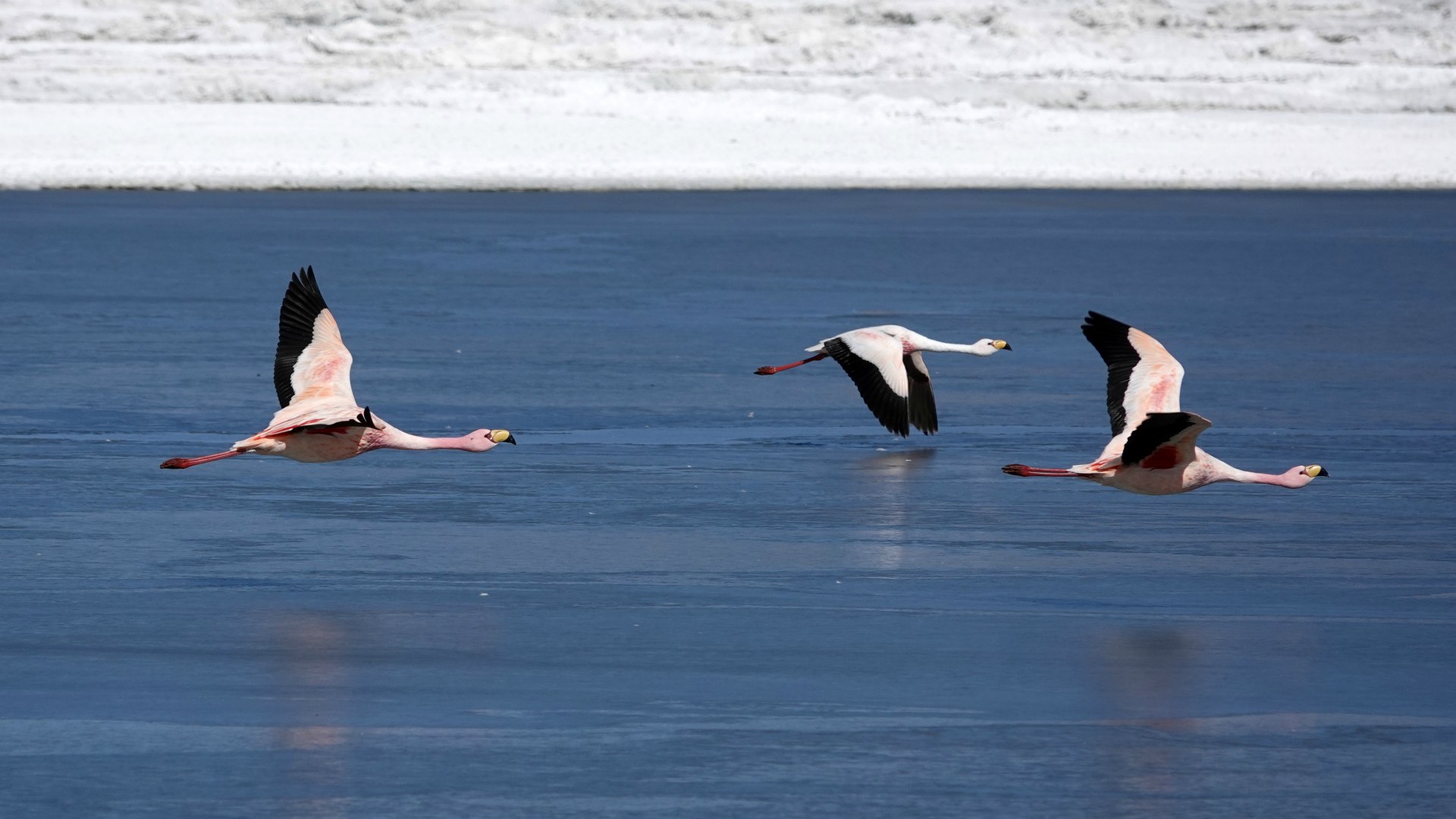 James's Flamingos, Laguna Canapa, Eduardo Avaroa National Park