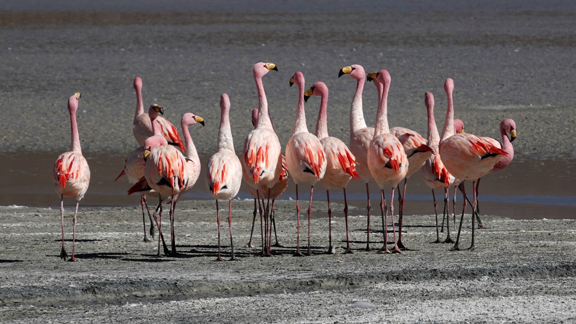 James's Flamingos, Laguna Hedionda, Eduardo Avaroa National Park