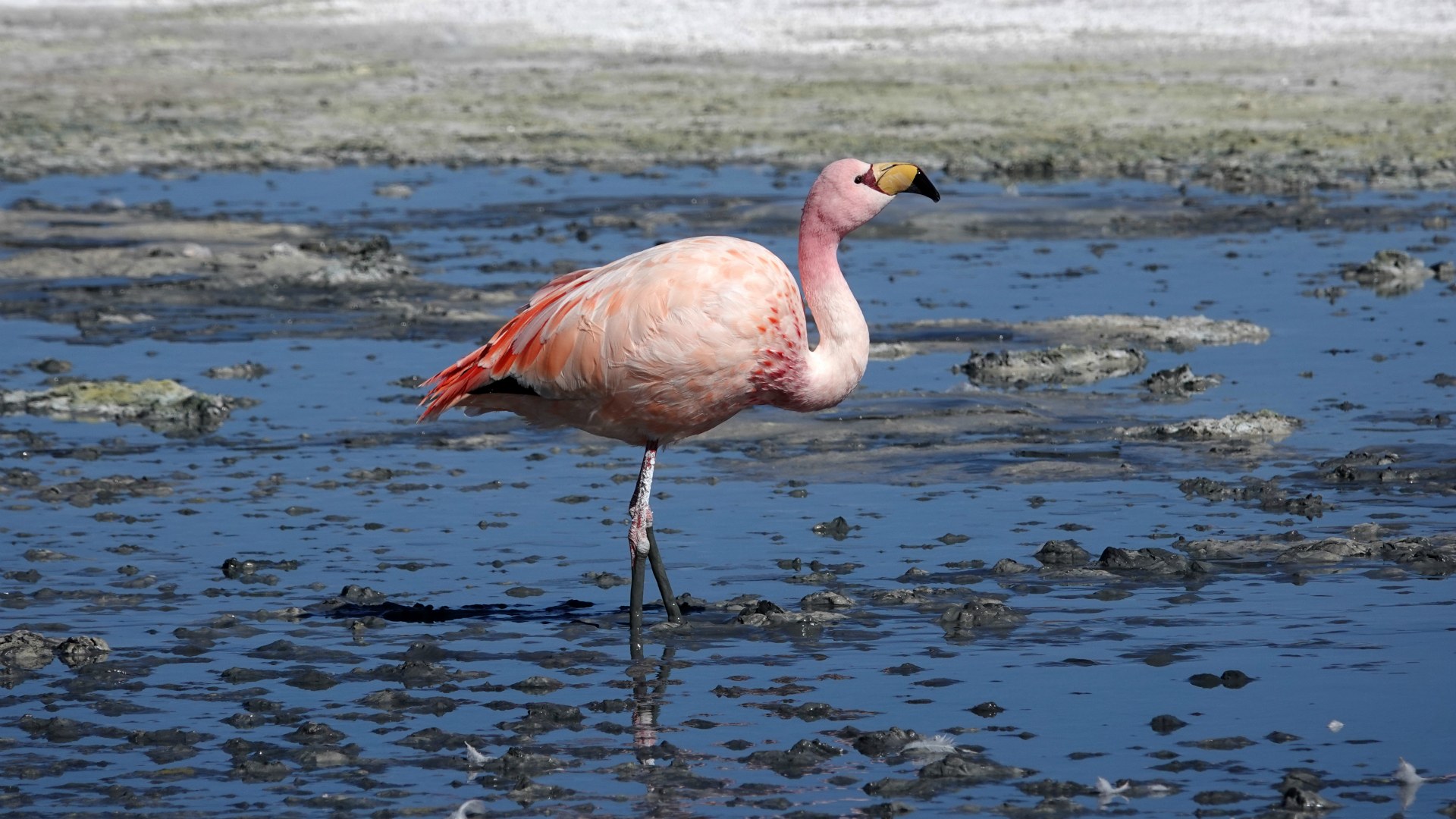 James's Flamingo, Laguna Hedionda, Eduardo Avaroa National Park