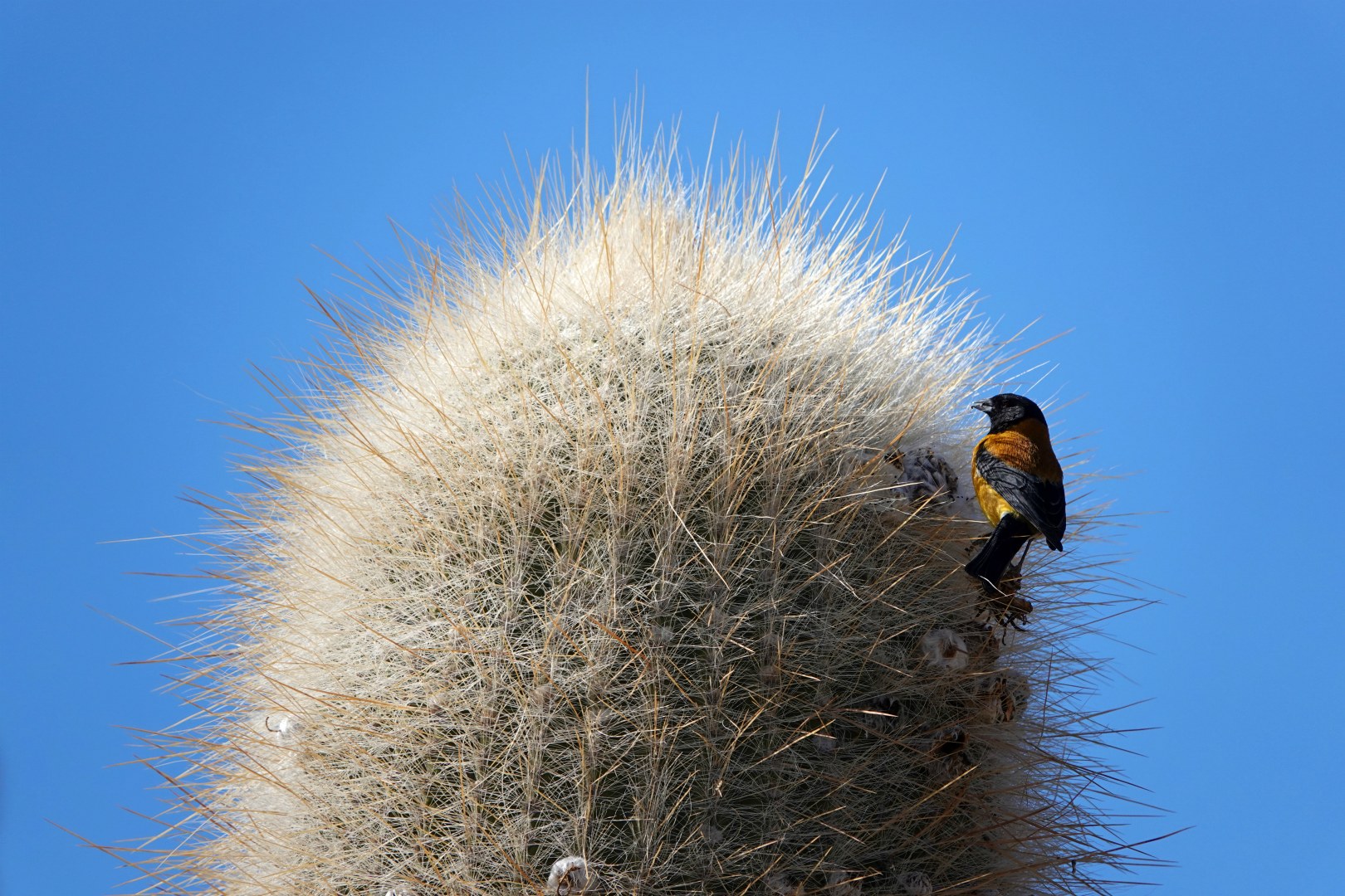 Black-hooded Sierra Finch, Isla Incahuasi, Salar de Uyuni