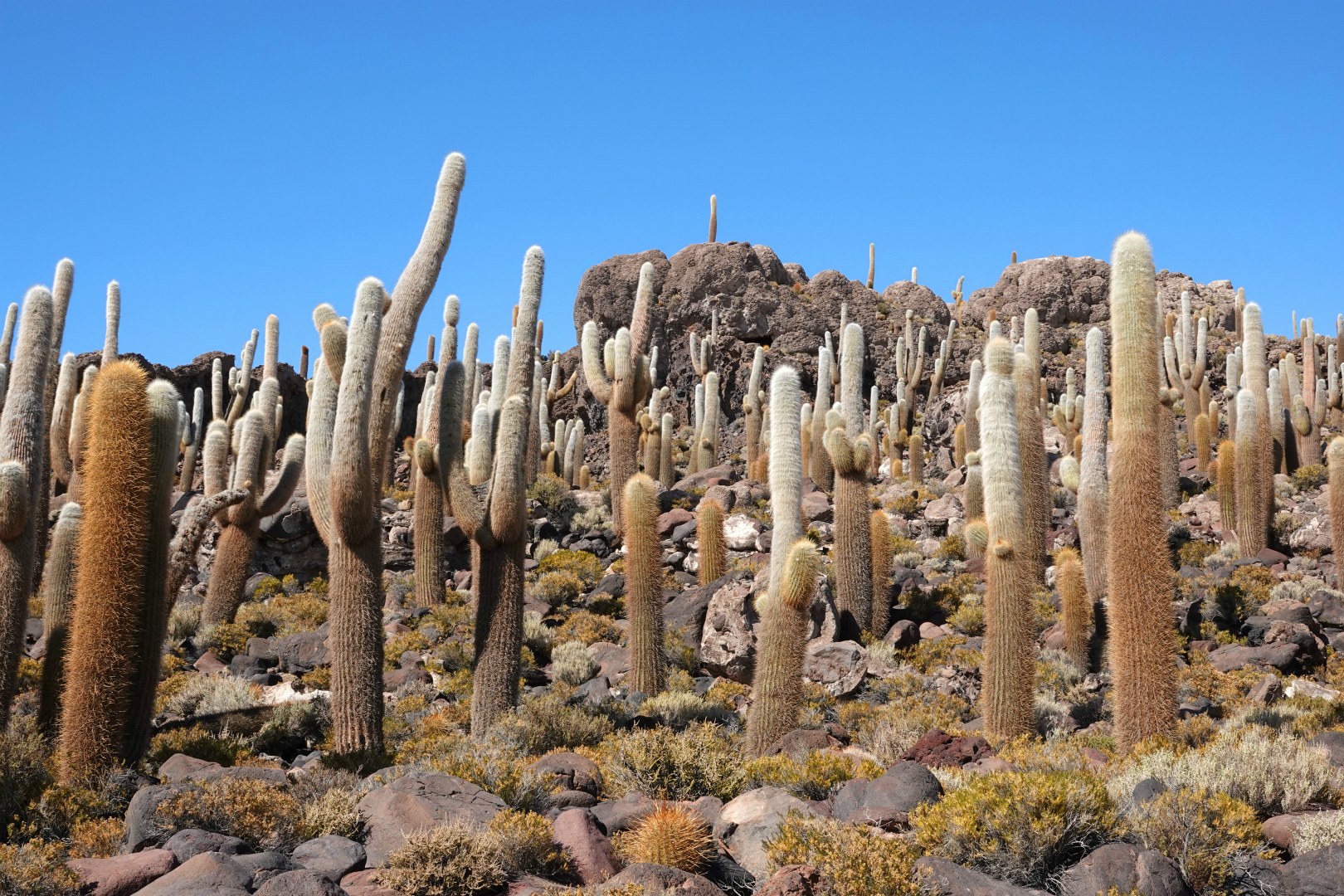 Isla Incahuasi, Salar de Uyuni