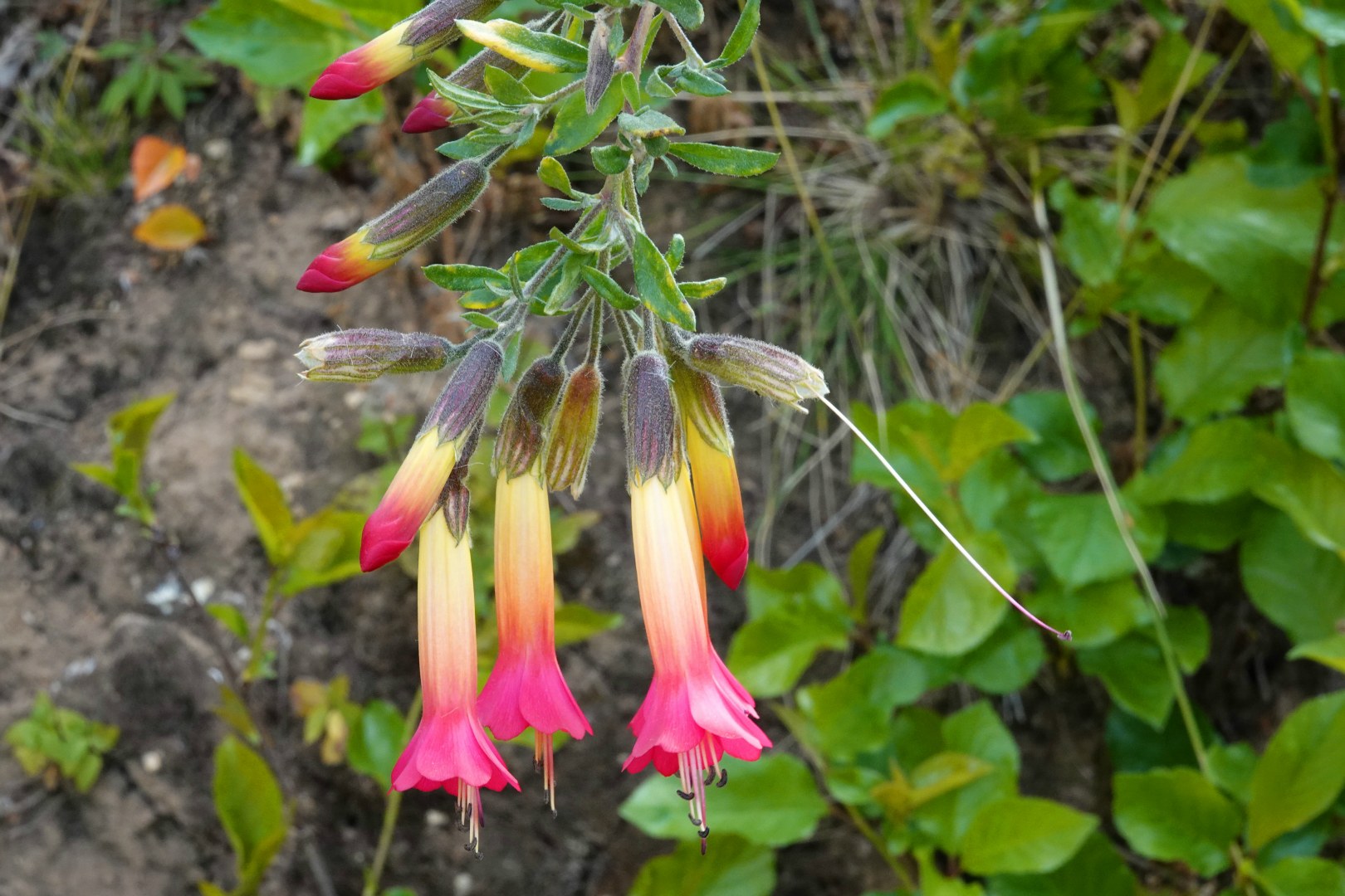 National Flower of Bolivia (Cantuta Tricolor), Isla del Sol