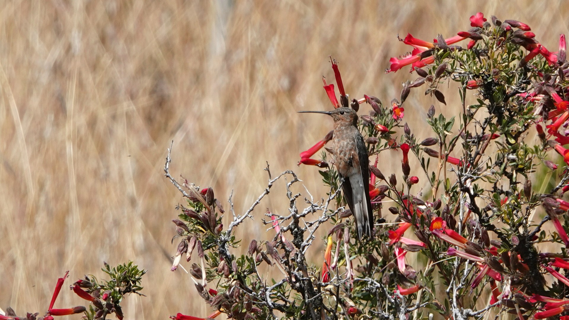 Giant Hummingbird, Isla de la Luna