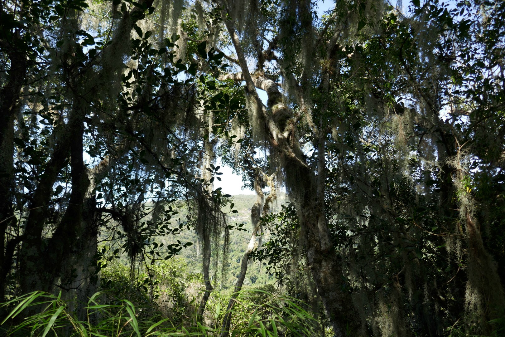 Amboro National Park