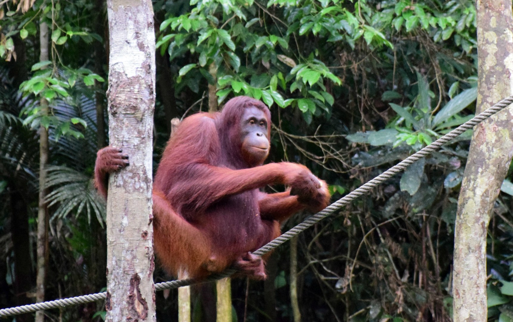 Orangutan, Semenggoh Wildlife Rehabilitation Centre