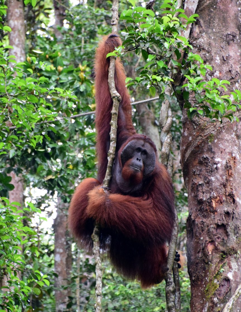 Orangutan, Semenggoh Wildlife Rehabilitation Centre