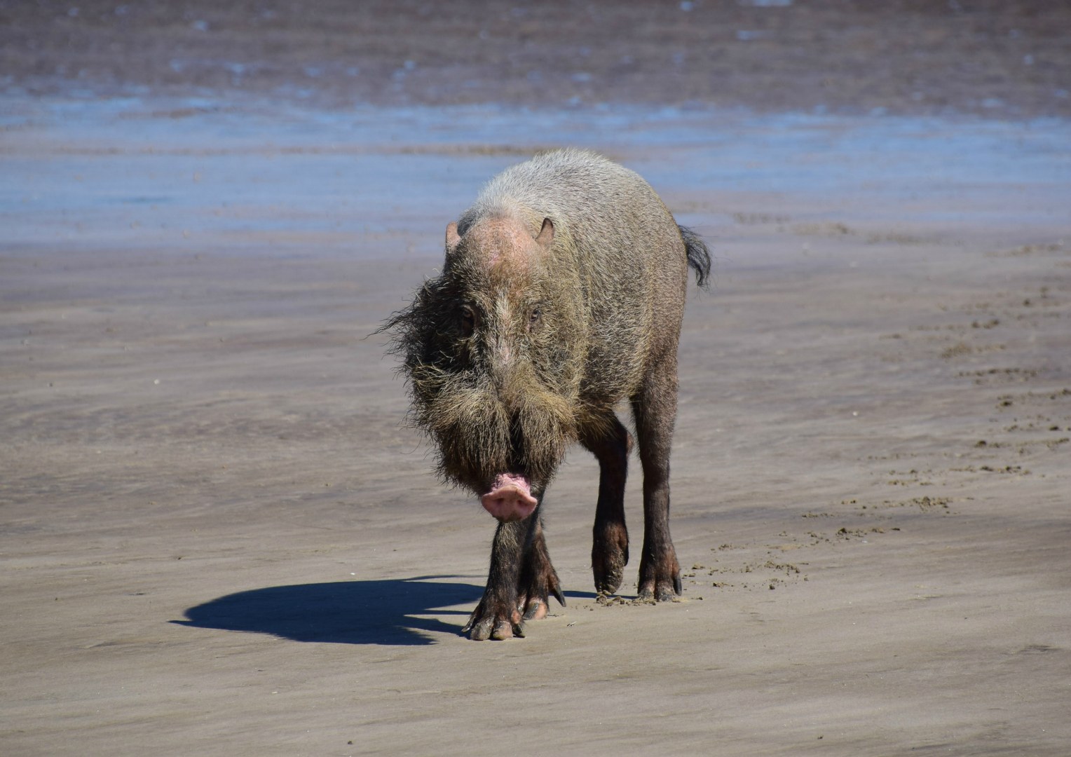 Bearded Pig, Bako National Park