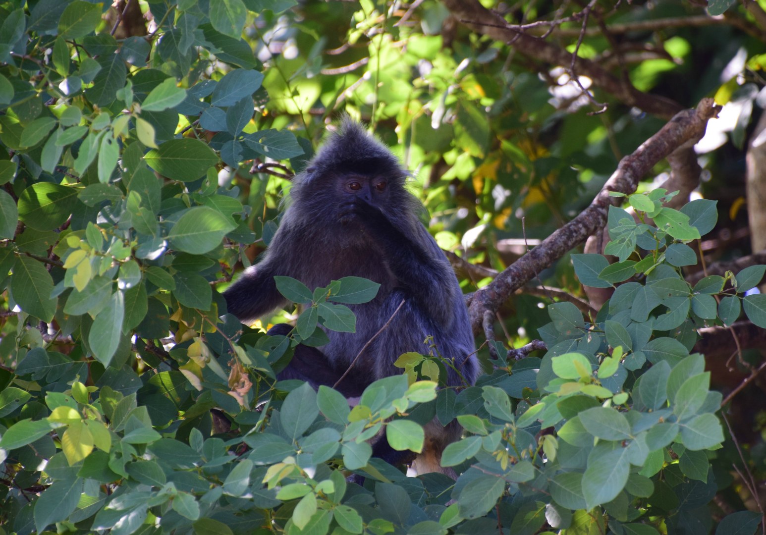 Silvered Leaf Monkey, Bako National Park