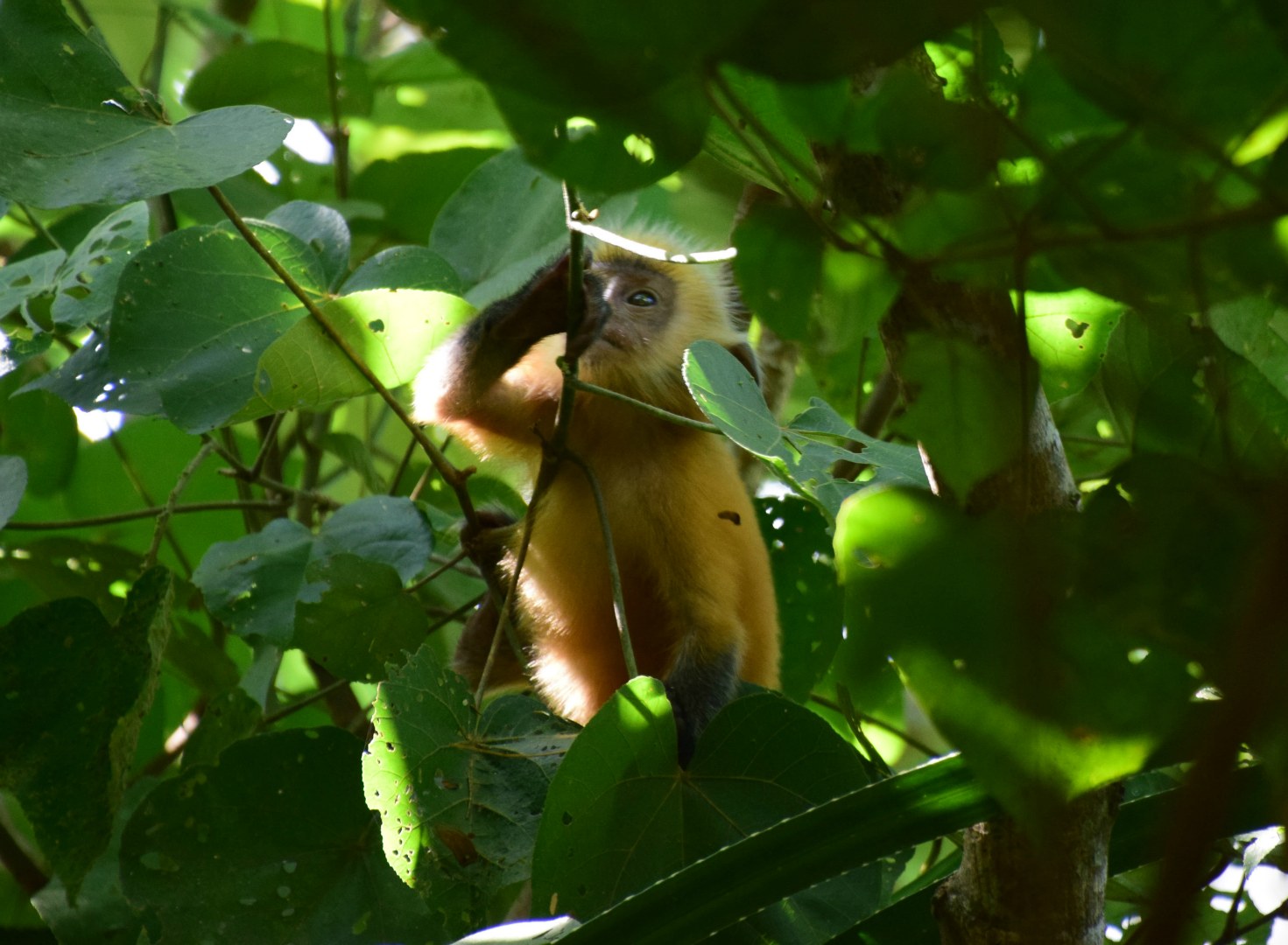 Young Silvered Leaf Monkey, Bako National Park